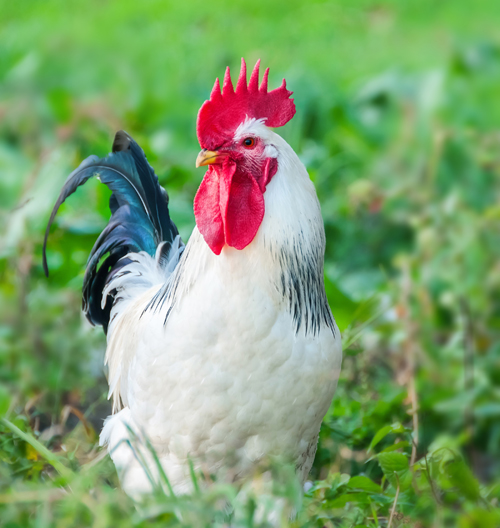 gallinas ponedoras